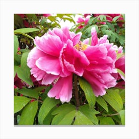 Pink Peony in Japan 3 Canvas Print