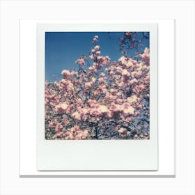 Polaroid Cherry Blossom 06 Canvas Print