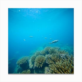 Great Barrier reef 14 Canvas Print