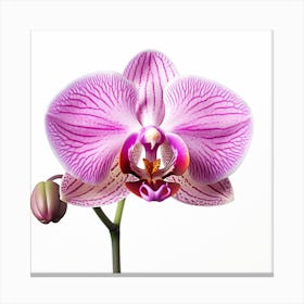 A Close Up Photo Of An Orchid. White Background. Canvas Print