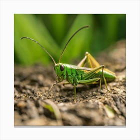 Grasshopper Canvas Print