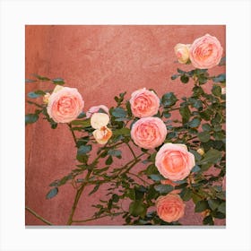 Pink Roses Blossom Square Canvas Print