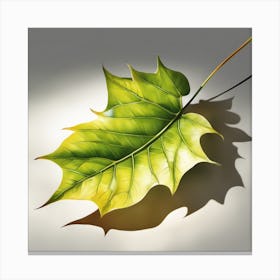 Shadow Of A Leaf Canvas Print