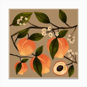 Peaches Botanical Art Canvas Print