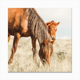 Two Horses Square Canvas Print