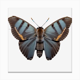 Butterfly On Black Background Canvas Print