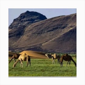 Camels In The Desert Canvas Print