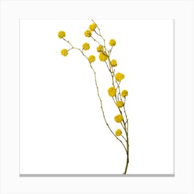 Yellow Flowers Canvas Print