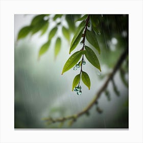 Raindrops On A Leaf Canvas Print