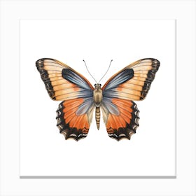 Butterfly 50 Canvas Print