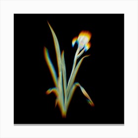 Prism Shift Crimean Iris Botanical Illustration on Black n.0328 Canvas Print