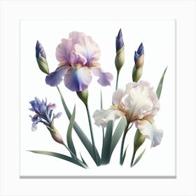 Flower of Iris 2 Canvas Print