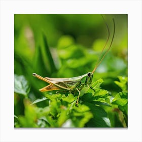 Grasshopper On A Green Leaf Canvas Print