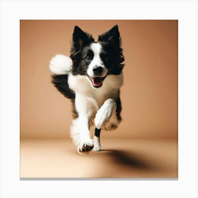 Border Collie Dog Running 1 Canvas Print