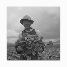 Untitled Photo, Possibly Related To San Benito County, California, Japanese American Who Is Working In Lettuce Canvas Print
