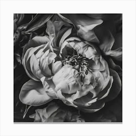 Pink Peony Portrait BW Canvas Print