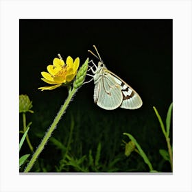 Nymphalidae Canvas Print