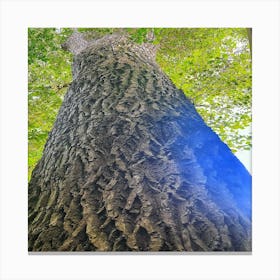 Tree Trunk Canvas Print