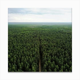 Aerial View Of A Forest Canvas Print