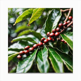 Coffee Beans On The Tree 6 Canvas Print