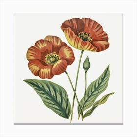 Flax3 Floral Botanical Vintage Poster Flower Art(1) Canvas Print