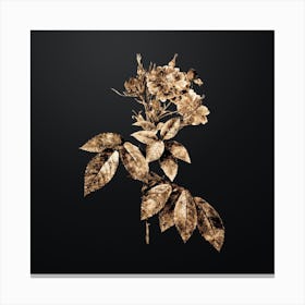 Gold Botanical Boursault Rose on Wrought Iron Black n.4659 Canvas Print