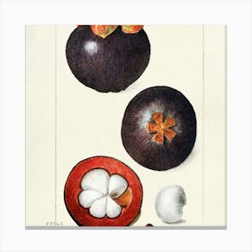 Passion Fruit Canvas Print