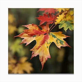 A red maple leaf 1 Canvas Print