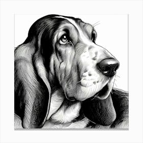 Basset hound dog 3 Canvas Print