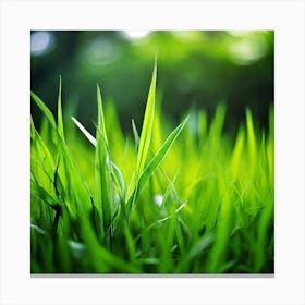 Grass Plant Texture Green Detail Nature Fresh Beautiful Summer Natural Spring Ecology Be (5) Canvas Print