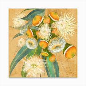 Eucalyptus Gumnuts Square Canvas Print