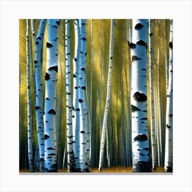 Birch Trees 19 Canvas Print