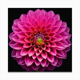 Vibrant pink dahlia flower 7 Canvas Print