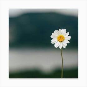 Daisy Canvas Print