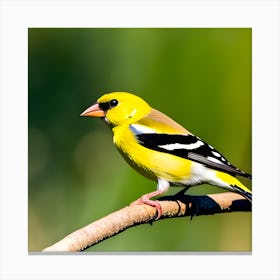 Goldfinch 19 Canvas Print