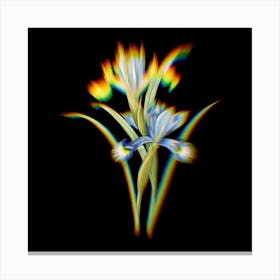 Prism Shift Spanish Iris Iris xiphium Botanical Illustration on Black Canvas Print