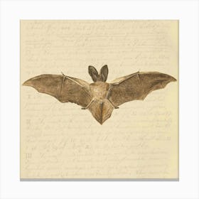 Bat In Flight Canvas Print