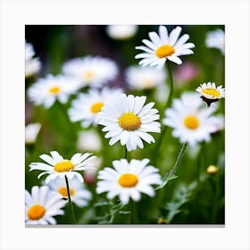 Daisies 3 Canvas Print