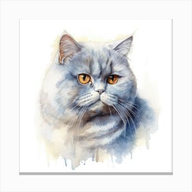 British Shorthair Persian Cat Portrait Canvas Print