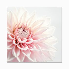 Pink Dahlia Flower Canvas Print