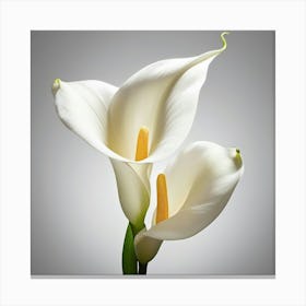 Calla Lily Canvas Print