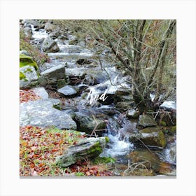 Stream In The Woods Canvas Print