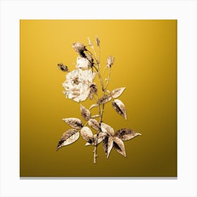Gold Botanical Common Rose of India on Mango Yellow Canvas Print