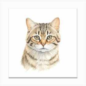 Blackfooted Cat Portrait 1 Canvas Print