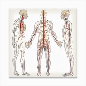 Human Anatomy Canvas Print