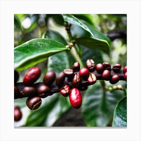 Coffee Beans On A Tree 19 Canvas Print