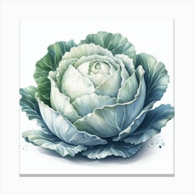 White cabbage 2 Canvas Print