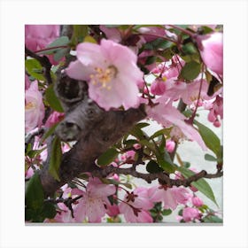 Blossoming Cherry Tree Canvas Print