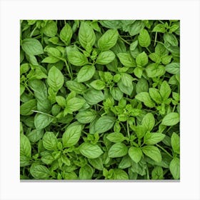 Close Up Of Basil Leaves 1 Canvas Print