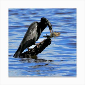  Anhinga  Bird with  Fish Canvas Print